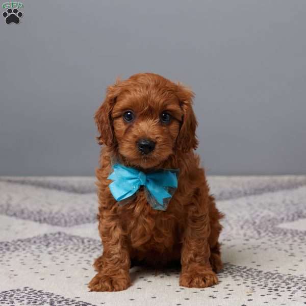 Otto, Cavapoo Puppy